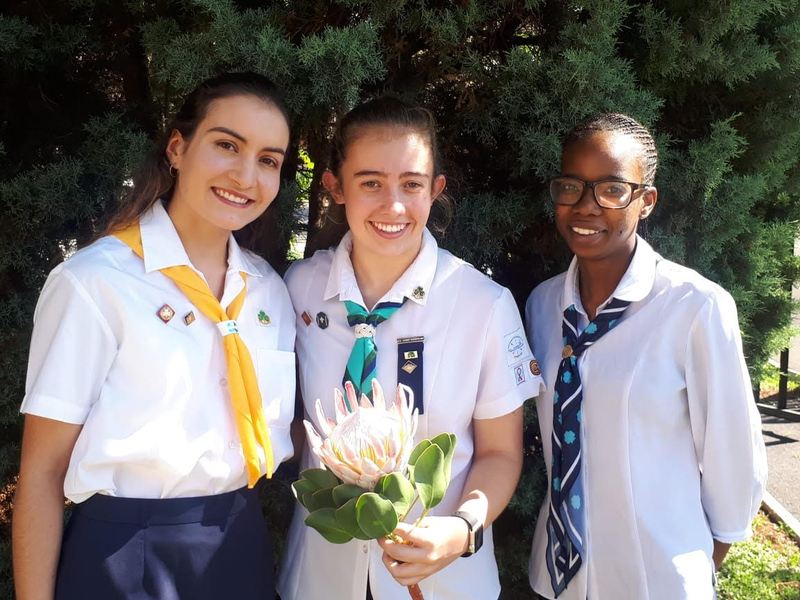 protea protea