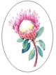 Ranger Protea Ranger Protea